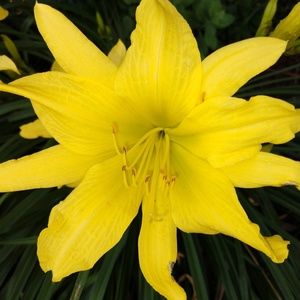 Meet your Posher, Louise